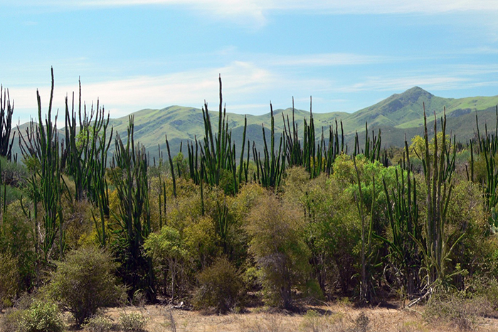 Cactus plants in a field with mountains in the background