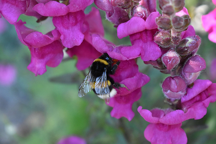 A bumblebee on a pink flower