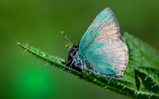 A butterfly representing the environment and the environmental impact of SIB.