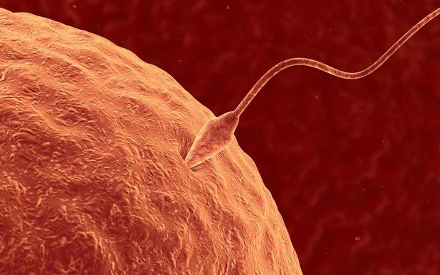 Single Sperm Fertilization Process Medical 