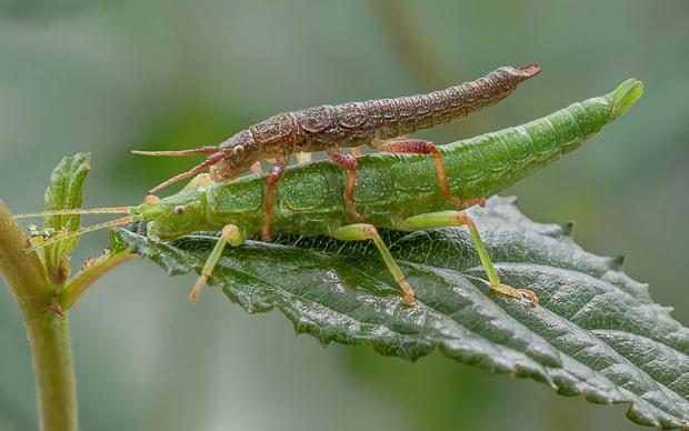 A female (green) and a male (brown) of the sexual species