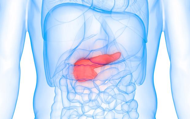 3D Illustration of Human Body Organs Anatomy (Pancreas)
