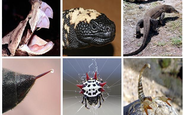  a collage of pictures of various animals