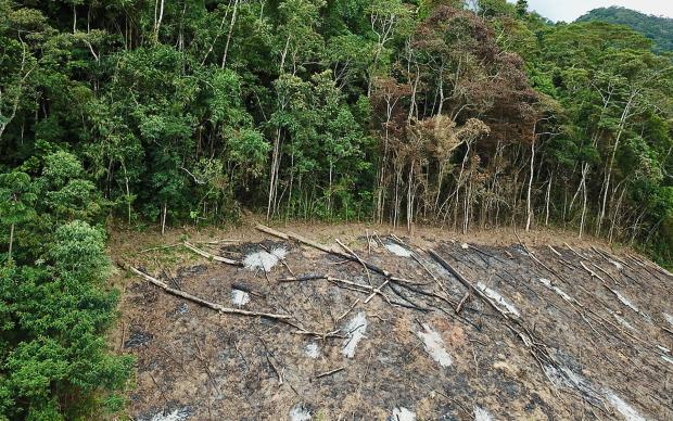 picture of deforestation in Brazil's Atlantic rainforest