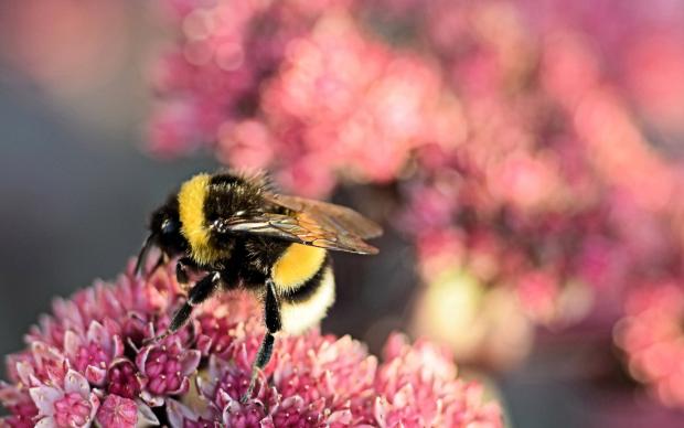 picture of a bee on flower