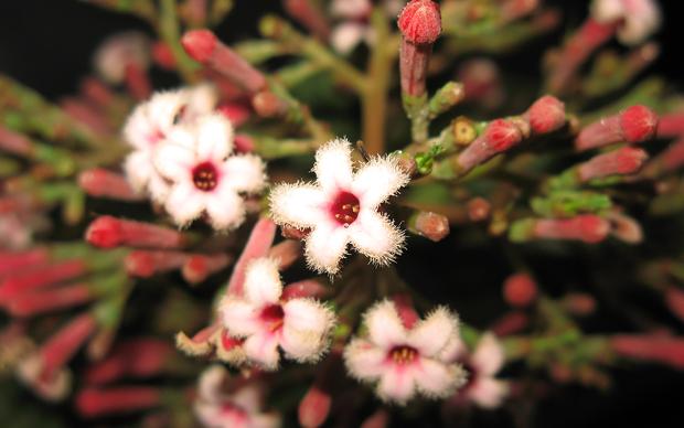 a close up of a plant with white flowers