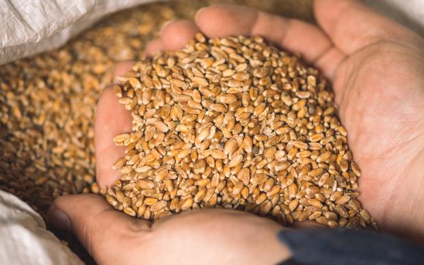 Wheat grains on the hands of a farmer