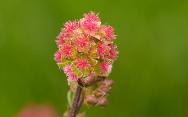 Closeup of a Garden Burnet (Sanguisorba minor)