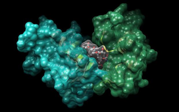 Structure of the FKBP12-Rapamycin complex  interacting with human FRAP (PDB ID 1fap)