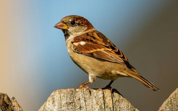 Brown and white bird on brown wooden fence