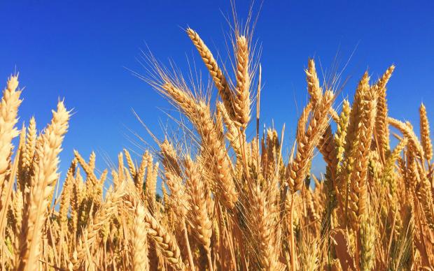 Field of wheat
