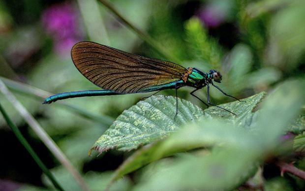 a blue and brown dragonfly sitting on a green leaf