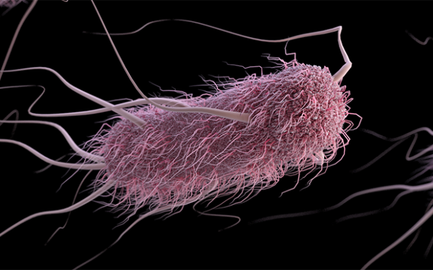 three-dimensional (3D), computer-generated image of a group of extended-spectrum ß-lactamase-producing (ESBLs) Enterobacteriaceae bacteria