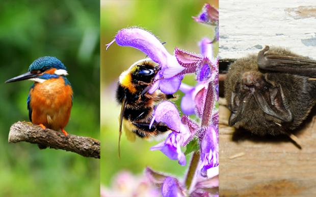 Montage image of a bird, bumblebee and bat 