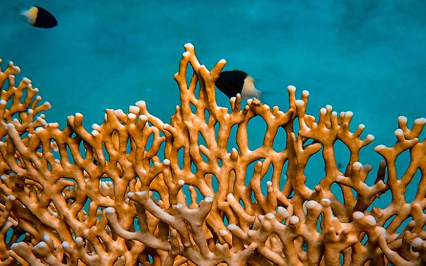 Underwater photography of coral reef
