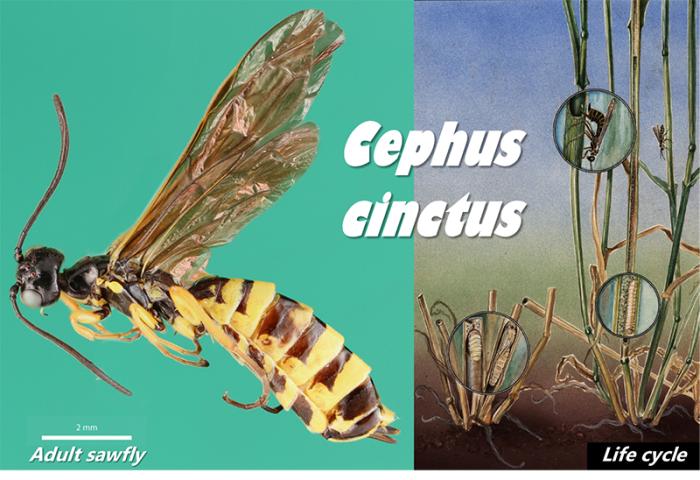 a picture of a wasp and a plant with the words gephius cinnatus.