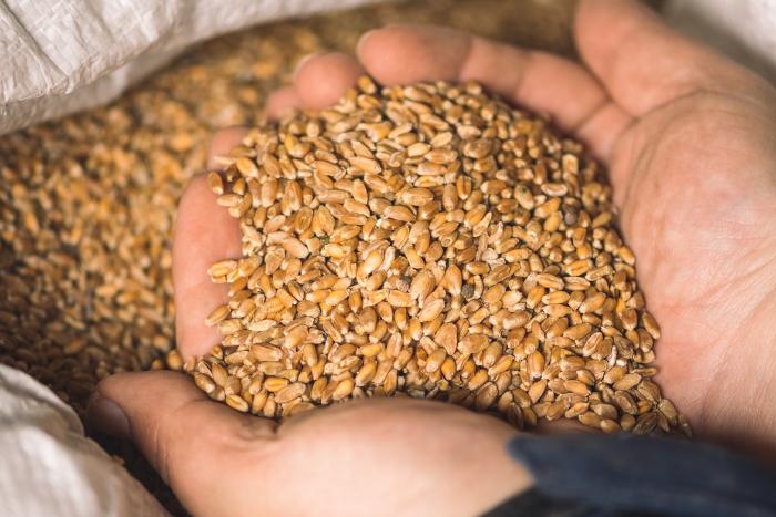 Wheat grains on the hands of a farmer