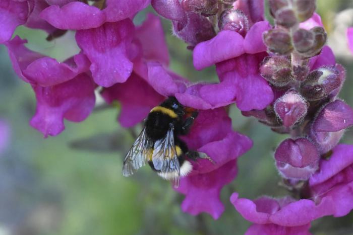 A bumblebee on a pink flower