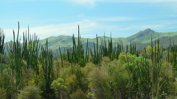 Cactus plants in a field with mountains in the background