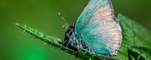 A butterfly representing the environment and the environmental impact of SIB.