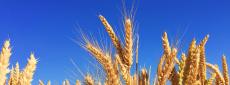 Field of wheat