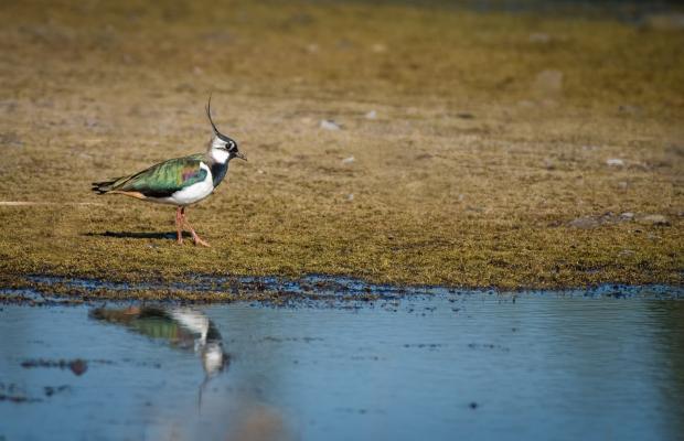 Image showing a lapwing bird which can be found in Switzerland