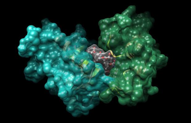 Structure of the FKBP12-Rapamycin complex  interacting with human FRAP (PDB ID 1fap)
