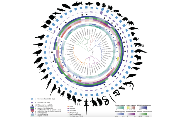 Phylogenetic tree and assembly statistics of genomes assembled using the Galaxy assembly pipeline