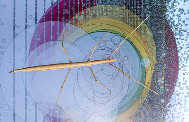 Stick insect on a coloured background