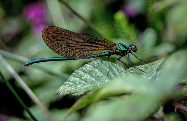 a blue and brown dragonfly sitting on a green leaf