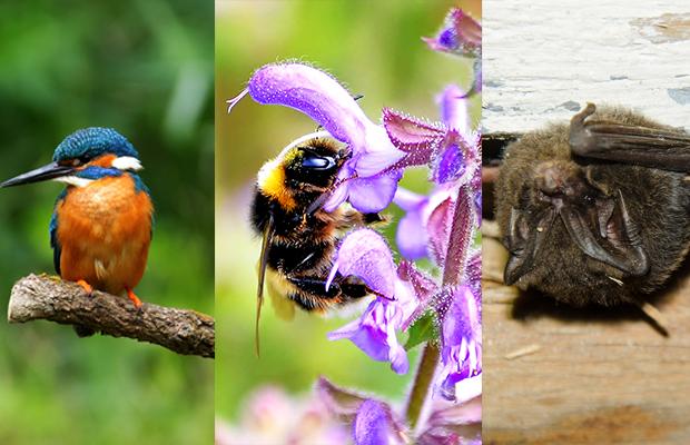 Montage image of a bird, bumblebee and bat 