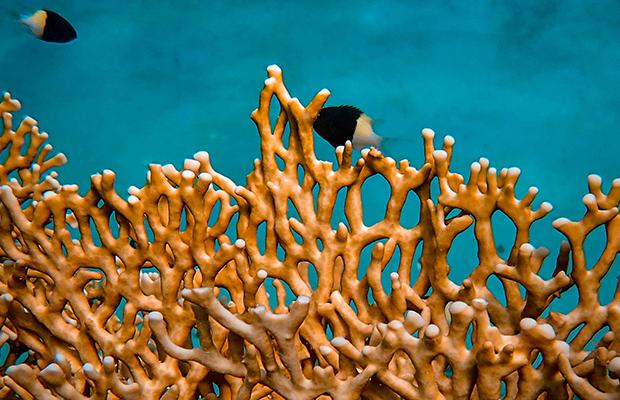 Underwater photography of coral reef