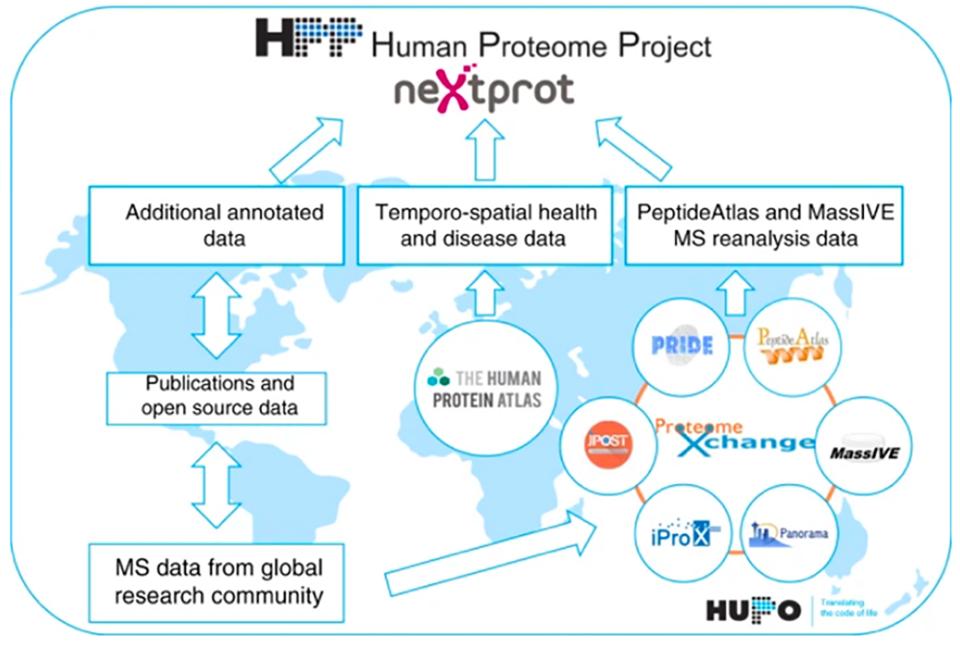 nextprot functional diagram