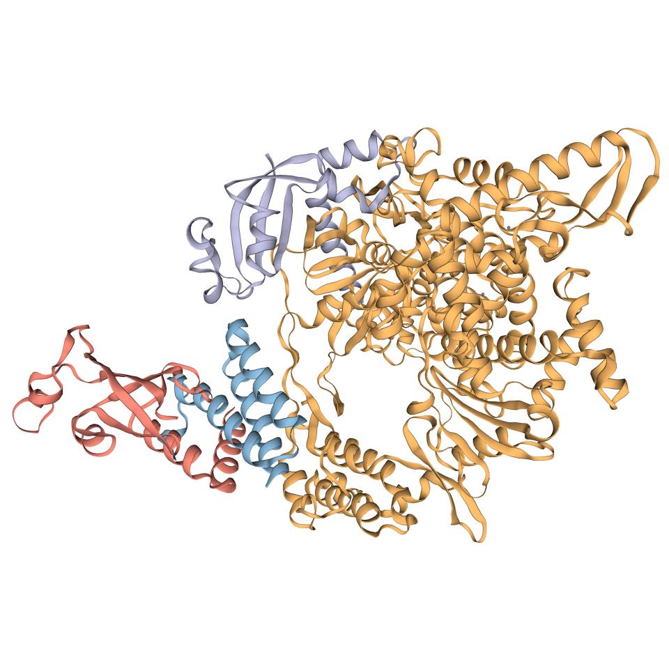 The RNA-dependent RNA polymerase (RdRp) of SARS-CoV-2