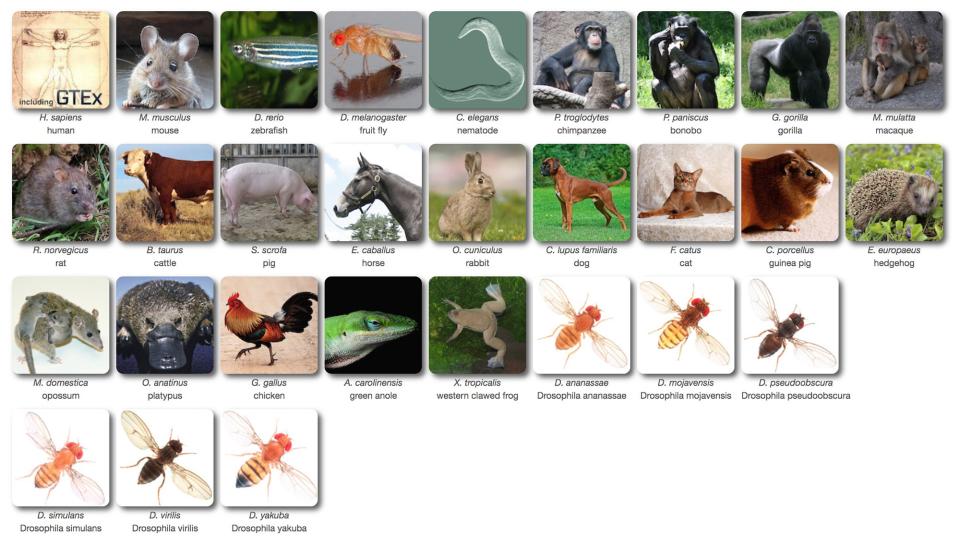 a group of animals are shown in a picture, Overview of species present in the Bgee database (from Bgee webpage)