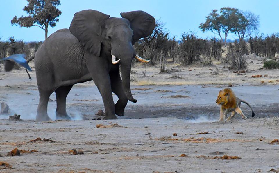 picture of a lion attacking an elephant