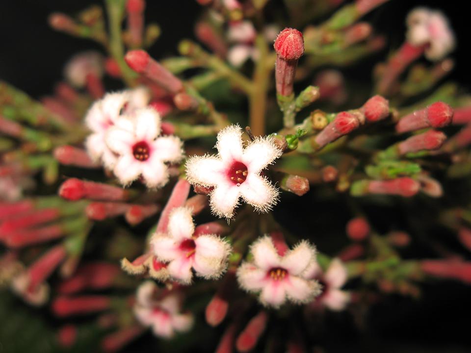 a close up of a plant with white flowers