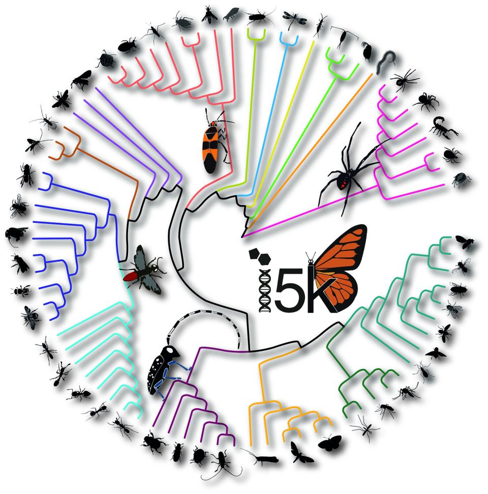 5k pilot project sequenced, assembled, and annotated the genomes of 28 diverse arthropod species