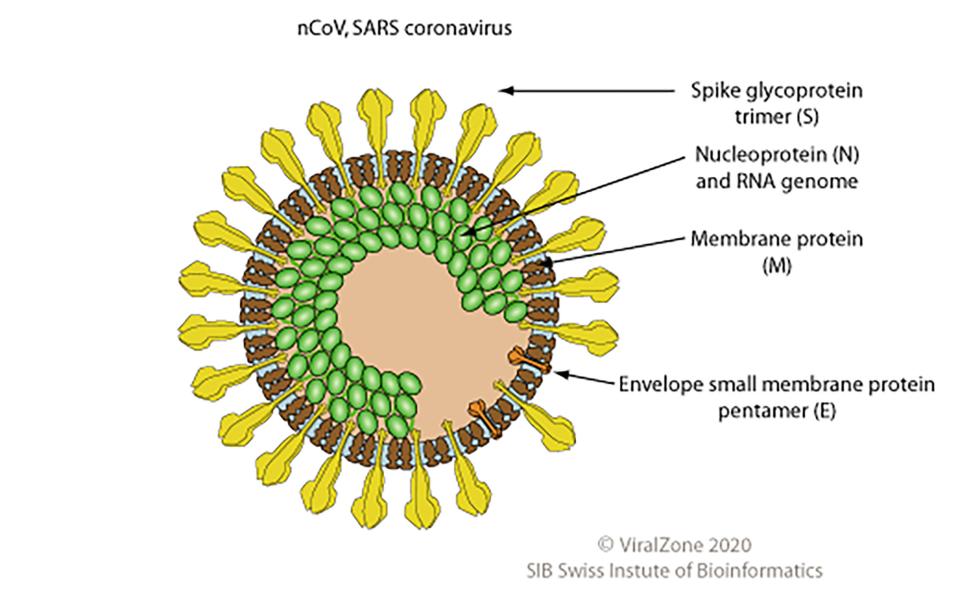 vector illustration of the covid's structure