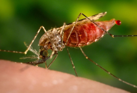 picture of mosquito picking